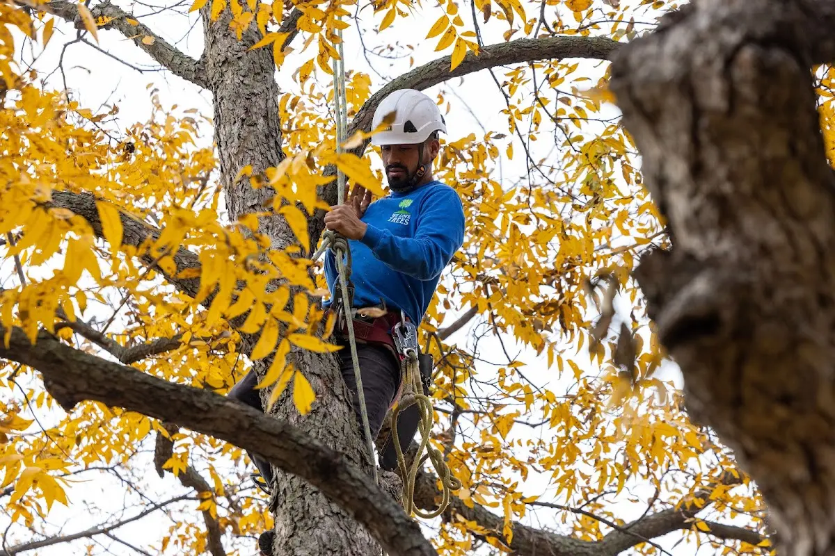 Skilled Tree Planing crew working in Venice